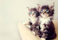 小猫吃瓜爆料视频,萌态可掬萌翻网友